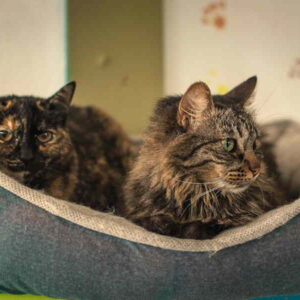 Katzenbett Kuscheltraum