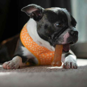 Hundespielzeug Knochen